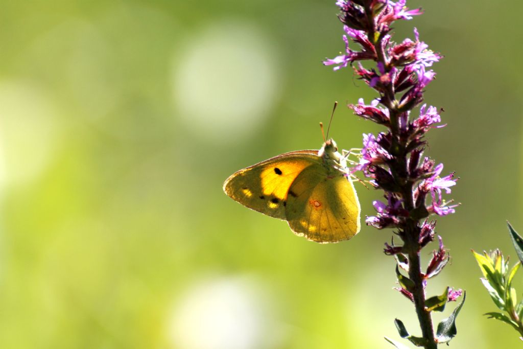 Colias alfacariensis?